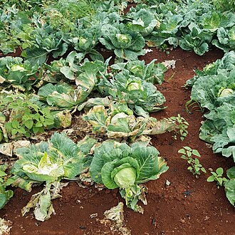 Czarna zgnilizna kapustnych — Plantacja — zamierające rośliny i zasychające liście zewnętrzne