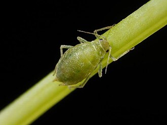 Mszyce na marchwi — Makro — mszyca wierzbowo-marchwiowa na ogonku liściowym