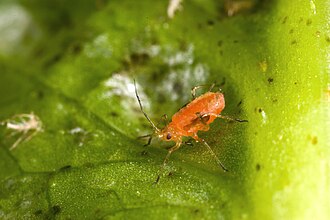 Mszyce na sałacie — Makro mszycy porzeczkowo-sałatowej na blaszce liściowej