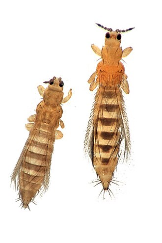 Wciornastek tobiaszek