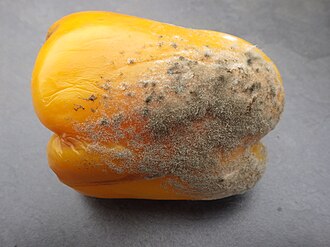 Szara pleśń papryki