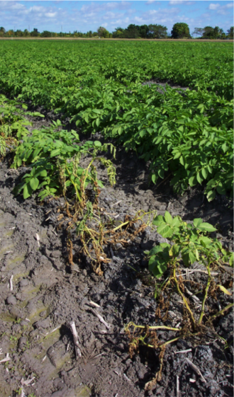 Czarna nóżka ziemniaka — Plantacja — pojedyncze rośliny żółkną i zamierają wśród zdrowych