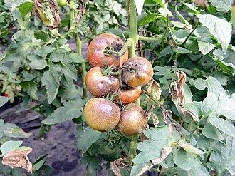 Zaraza ziemniaczana — Grono — brunatna zgnilizna owoców i zamierające liście