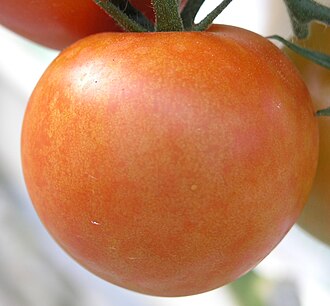 Mozaika pepino