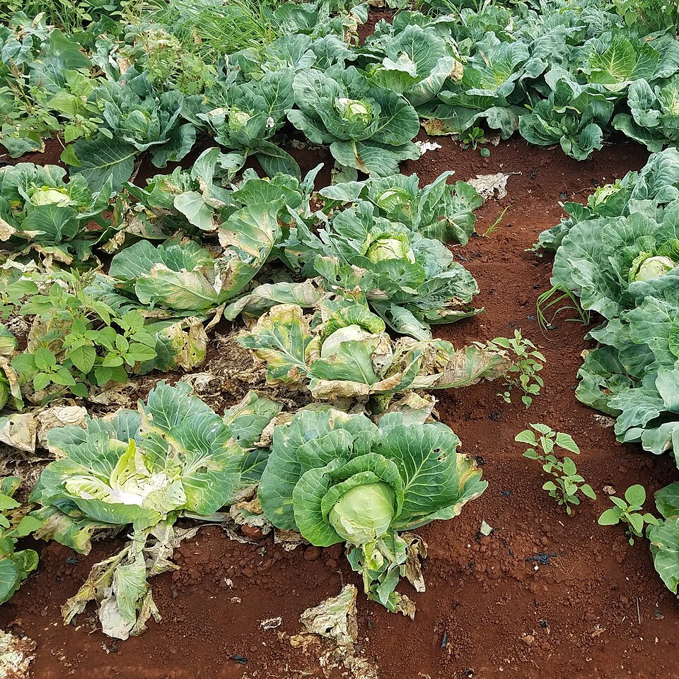 Czarna zgnilizna kapustnych — Plantacja — zamierające rośliny i zasychające liście zewnętrzne