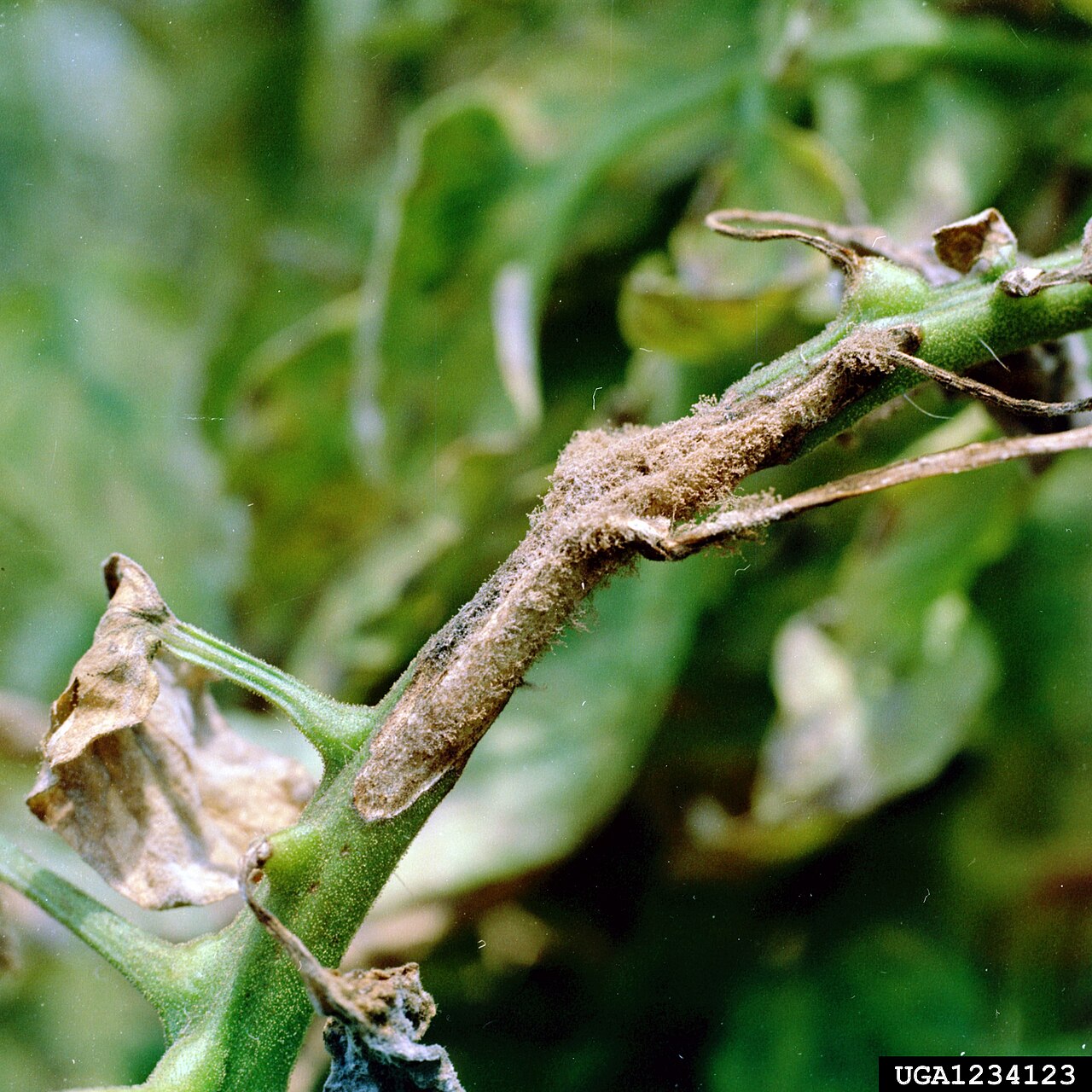Alternarioza pomidora — Łodyga — brunatna plama pokryta nalotem zarodników
