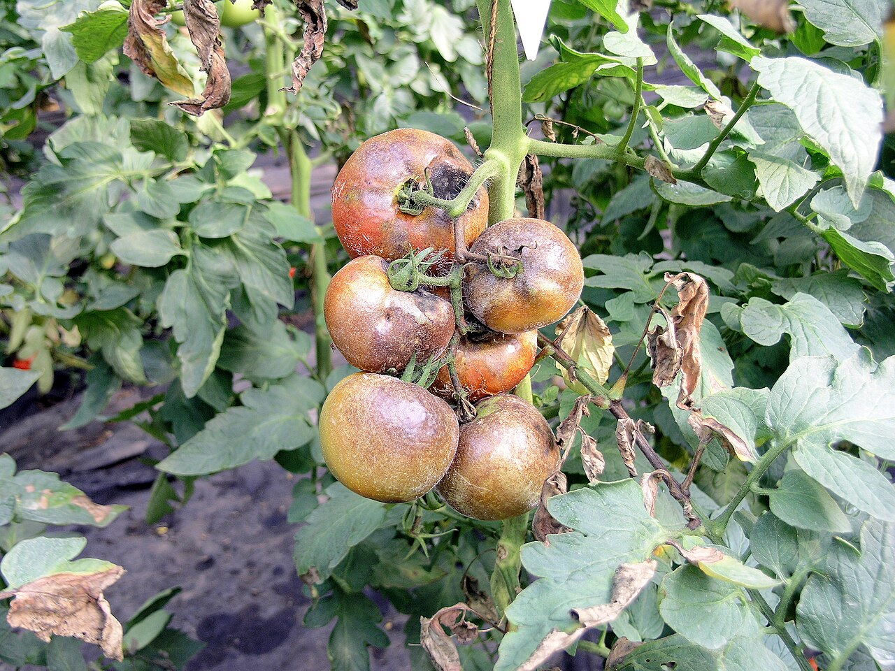 Zaraza ziemniaczana — Grono — brunatna zgnilizna owoców i zamierające liście